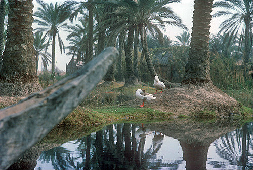 Ducks in marshland,  Iraq